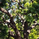 Tree Trimming Manassas VA Experts Providing Careful and Clean Work