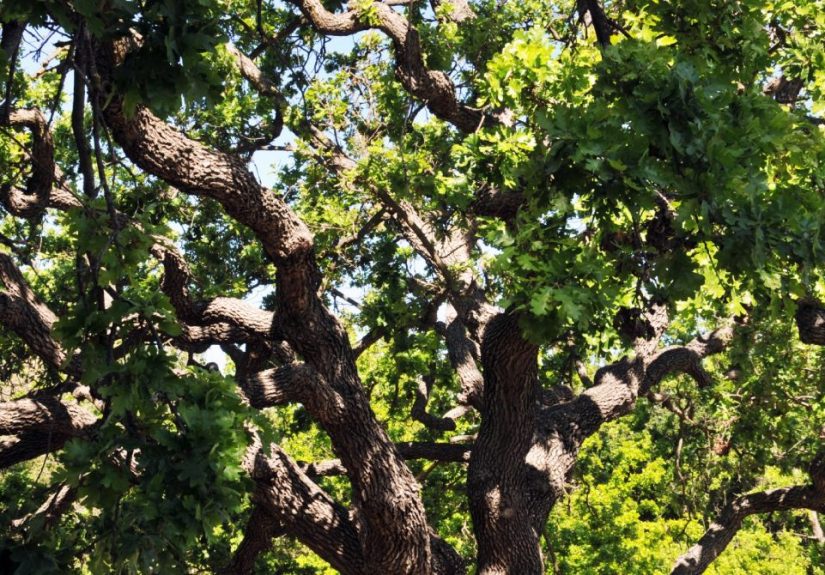 Tree Trimming Manassas VA Experts Providing Careful and Clean Work