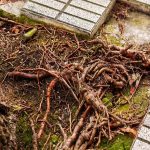 Professional Solutions for Cases Where Root Systems Damage Foundations