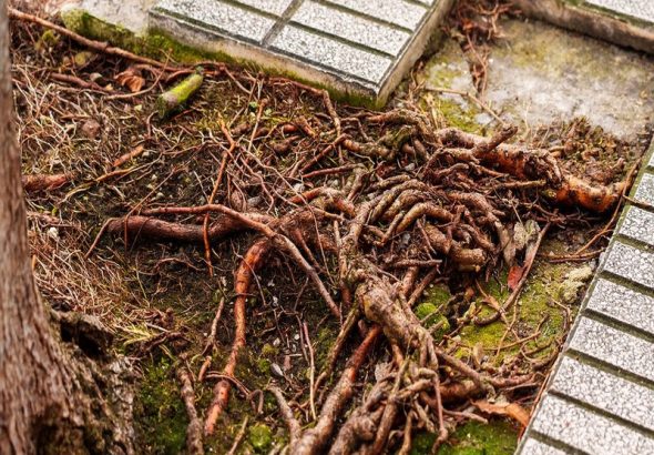 Professional Solutions for Cases Where Root Systems Damage Foundations