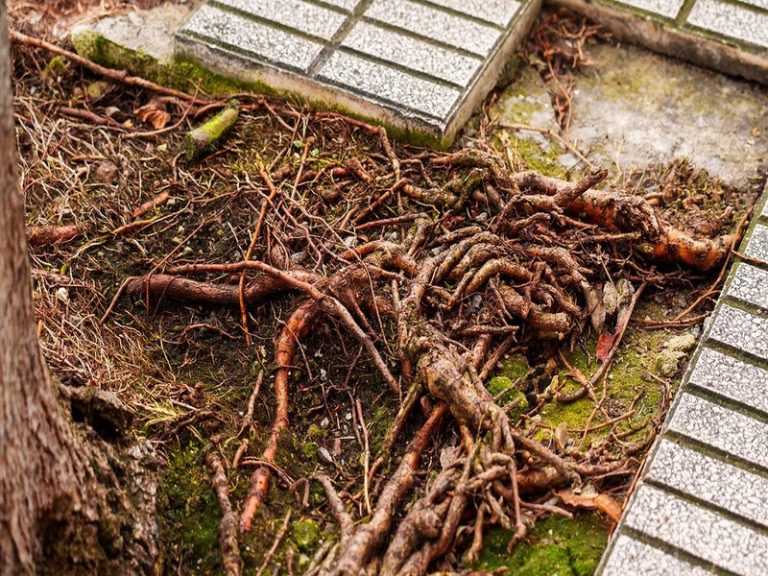 Professional Solutions for Cases Where Root Systems Damage Foundations