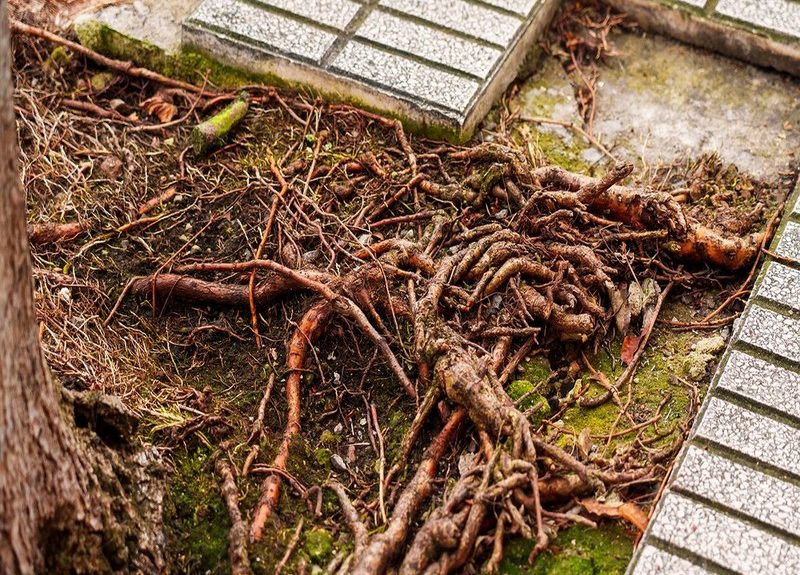 Professional Solutions for Cases Where Root Systems Damage Foundations