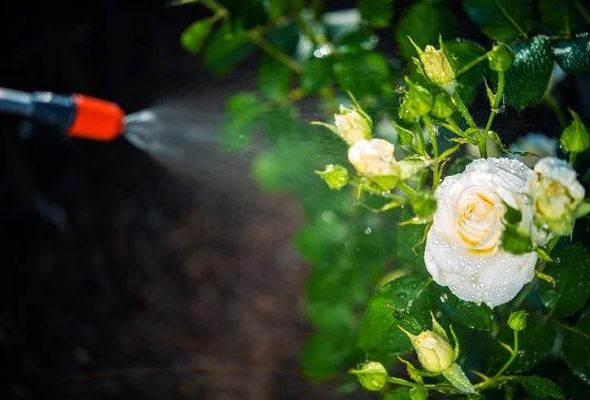 The Truth About Hidden Moisture and Pest Problems in Homes