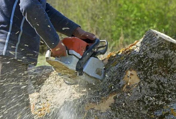 Tree Service Springfield IL with Certified Arborists Near You