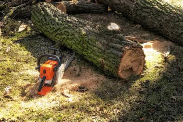 Emergency Jackson MI Tree Removal Services Available 24/7