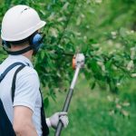 Tree Trimming Rockford Experts for Residential and Commercial Properties