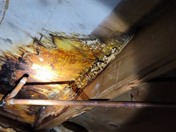 Quality Indianapolis Crawl Space Services for Lasting Results