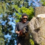 Expert Tree Service for Safe and Healthy Landscapes