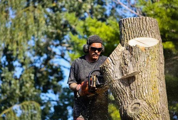 Expert Tree Service for Safe and Healthy Landscapes