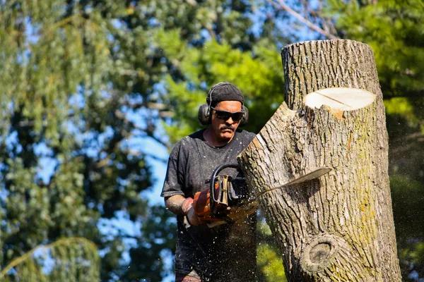 Expert Tree Service for Safe and Healthy Landscapes