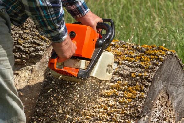 Affordable Tree Service Mobile Help from Experienced Professionals