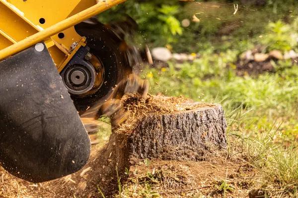 Simple Ways Tree Services Can Improve Your Outdoor Space